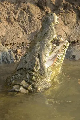 an alligator in the water with its mouth open at Finca Quietud in Tarcoles
