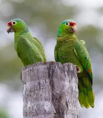 two green parrots sitting on a tree stump at Finca Quietud in Tarcoles