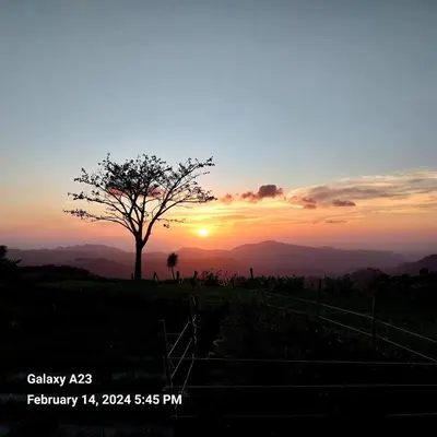 a tree in a field with the sunset in the background at Sunset Farms and Waterfalls! in Tilarán
