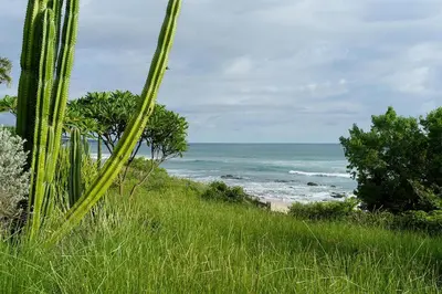 a view of the ocean from a beach with palm trees at Casa Ohana - 5 BR Ocean Front Home in Playa Negra, CRC in Playa Negra