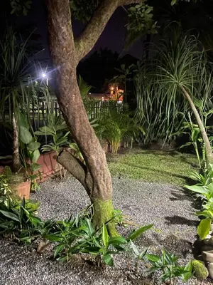 a tree with green moss growing on its trunk at Downtown volcano House in Fortuna