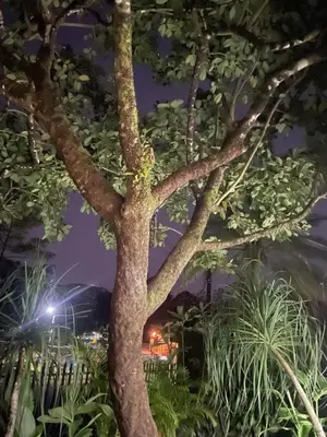a tree in a garden at night at Downtown volcano House in Fortuna