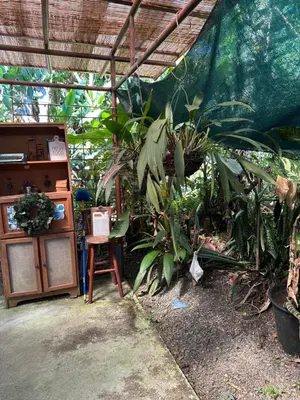 a room with a bunch of plants and a table at Yellow House in Huacalillo