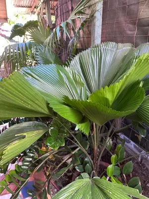 a plant with large green leaves next to a building at Yellow House in Huacalillo