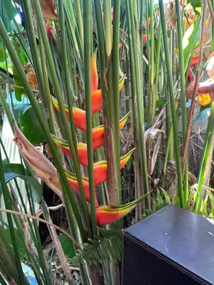 a bird of paradise flower in a palm tree at Yellow House in Huacalillo