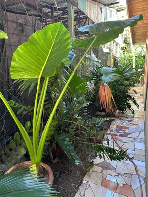 a bunch of plants in a garden at Yellow House in Huacalillo