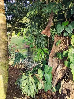 a small pond in a garden with green plants at Cabana Castaña in Marsella