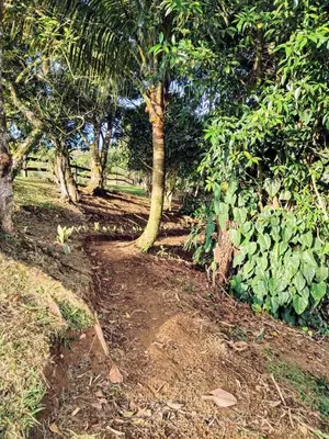 a dirt path through a forest with trees at Cabana Castaña in Marsella