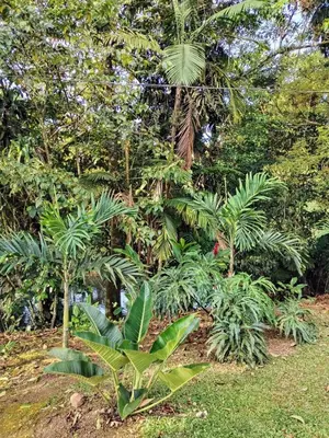 a group of palm trees in a park at Cabana Castaña in Marsella