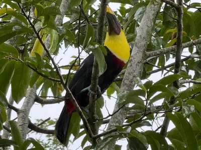 a colorful bird sitting on a tree branch at Cabaña del Lago in Marsella
