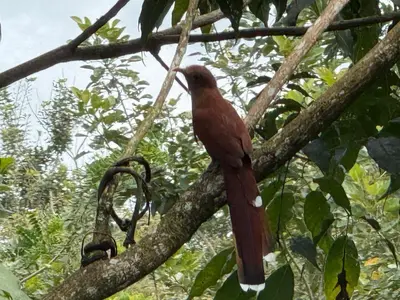 a bird is sitting on a tree branch at Cabaña del Lago in Marsella