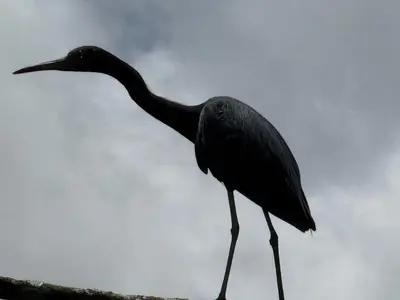 a black bird standing on top of a fence at Cabaña del Lago in Marsella