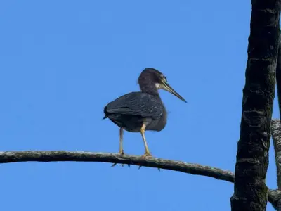 a bird perched on a tree branch at Cabaña del Lago in Marsella