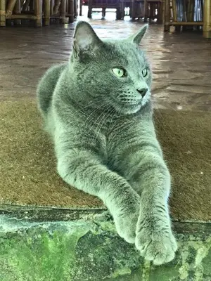 a gray cat laying down on a rug at Hotel Clandestino beach resort in Parrita