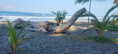 a fallen tree on a sandy beach near the ocean at Hotel Clandestino beach resort in Parrita
