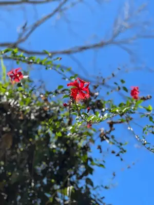 three red flowers on a branch of a tree at Eco-Bamboo Cottages in Turrialba