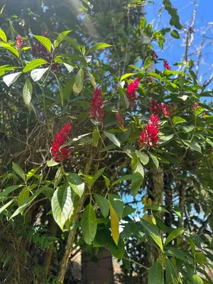 a tree with red flowers on it at Eco-Bamboo Cottages in Turrialba