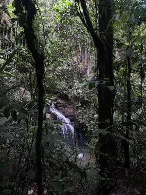 a creek in the middle of a forest at Eco-Bamboo Cottages in Turrialba