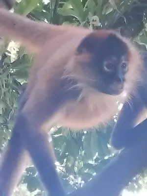 a monkey is sitting on a tree branch at Monkey Beach House in Tortuguero
