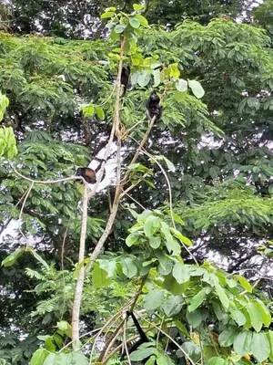 a cat is sitting on a tree branch at Olla é Mono Ecolodge in Sarapiquí