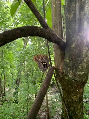a butterfly sitting on the side of a tree at Finca flo in Carara