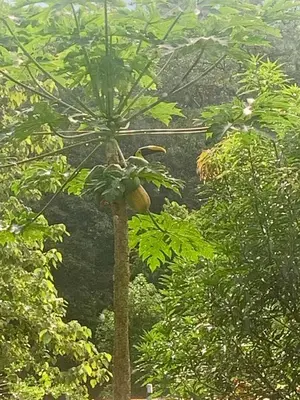 a palm tree in the middle of a forest at Finca flo in Carara