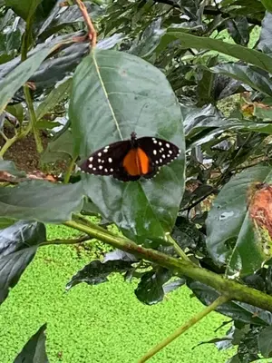 a butterfly is sitting on a green leaf at Finca flo in Carara