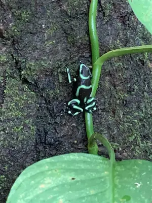 a frog sitting on a plant next to a leaf at Finca flo in Carara