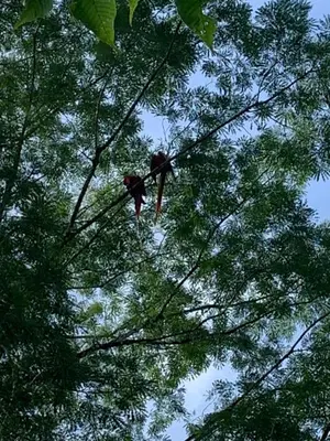 two birds perched on top of a tree at Finca flo in Carara