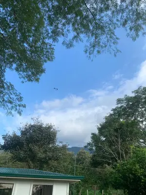 a house with trees and a blue sky at Finca flo in Carara
