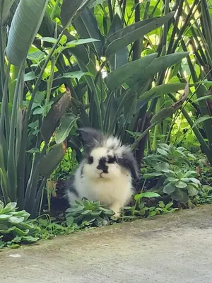 a black and white cat sitting in the plants at Hotel Poas Paradise in Alajuela City