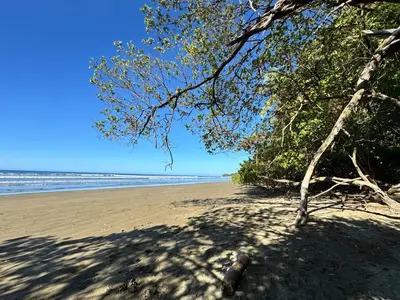 a tree on a sandy beach with the ocean at Villas Ela en Bahía Ballena Uvita hermosas habitaciones privadas grandes, piscina, cocina, jacuzzi, aire acondicionado, tv, baño privado, parqueo gratis y terraza in Uvita