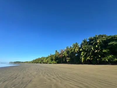 a sandy beach with palm trees on the horizon at Villas Ela en Bahía Ballena Uvita hermosas habitaciones privadas grandes, piscina, cocina, jacuzzi, aire acondicionado, tv, baño privado, parqueo gratis y terraza in Uvita