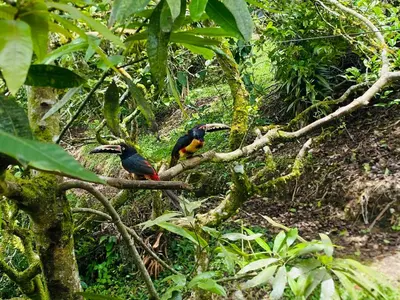 two birds are sitting on a tree branch at Casa Money in Turrialba