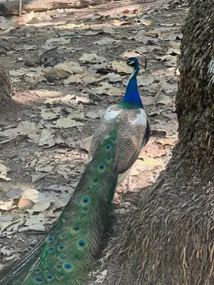 a peacock standing on the ground next to a tree at JACO HEAVEN Beachfront Penthouse in Jacó