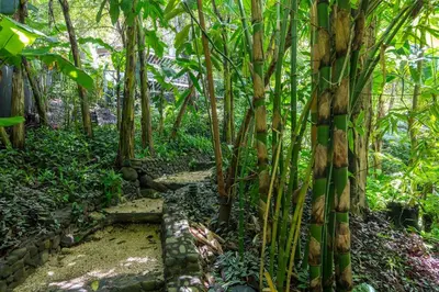 a path in the middle of a bamboo forest at Bamboo Bungalow in Santa Teresa Beach