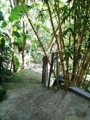 a set of stairs in a forest with trees at Tree NestNido 2- Ocean view- 5 min walk to beac in Santa Teresa Beach