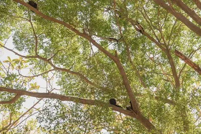 a group of birds sitting on the branches of a tree at Luxury Beachfront VillaBest Surf Spot in Santa Teresa Beach