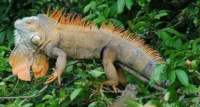 a iguana is sitting on a tree branch at Surf Casitas - High Tide Bungalow in Santa Teresa Beach