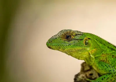 a green lizard is sitting on a branch at Surf Casitas - High Tide Bungalow in Santa Teresa Beach