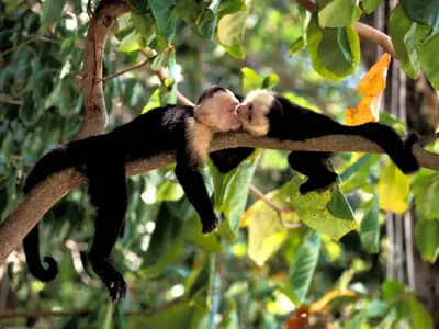 two chimpanzees are sleeping on a tree branch at Surf Casitas - Mid Tide Bungalow in Santa Teresa Beach