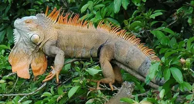 a iguana is sitting on a tree branch at Surf Casitas - Mid Tide Bungalow in Santa Teresa Beach