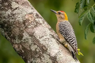 a bird perched on the side of a tree at Surf Casitas - Mid Tide Bungalow in Santa Teresa Beach