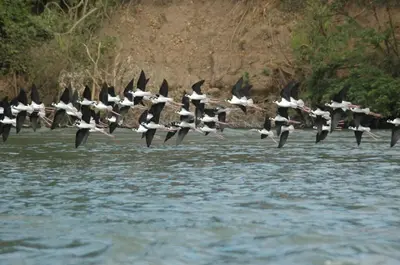a flock of birds flying over a body of water at Villa Paradise Garden in Cabuya