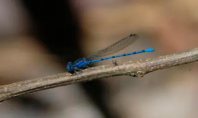 a blue dragonfly is sitting on a branch at Villa Paradise Garden in Cabuya