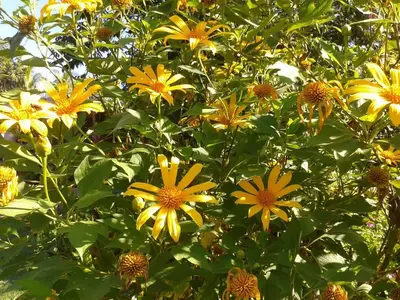 a bunch of yellow flowers on a tree at Villa Paradise Garden in Cabuya