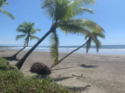 two palm trees on a sandy beach with the ocean at 2 Bedroom Oceanfront Condo with Wi-Fi, AC and Pool in Bejuco