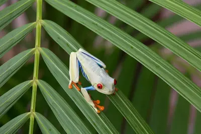 a small fish sitting on top of a green leaf at New! Ocean View, Jungle Surrounded, Walk to Beach & River in Uvita