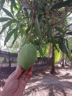 a person holding a green coconut hanging from a tree at Apartamento de playa del Caribe in Moín