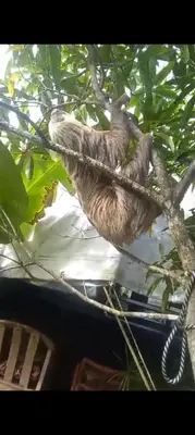 a sloth is sitting on a tree branch at Apartamento de playa del Caribe in Moín